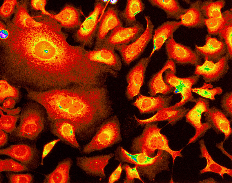 Illustration for article titled OMG These Images of the Sub-Microscopic World Are Amazing